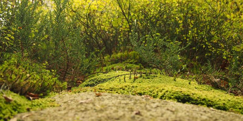 未来科技浪潮下的SP软件:技术分享与安全下载指南