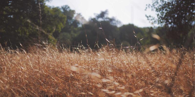 软件下载全攻略:安全获取与高效使用SP软件的技术分享