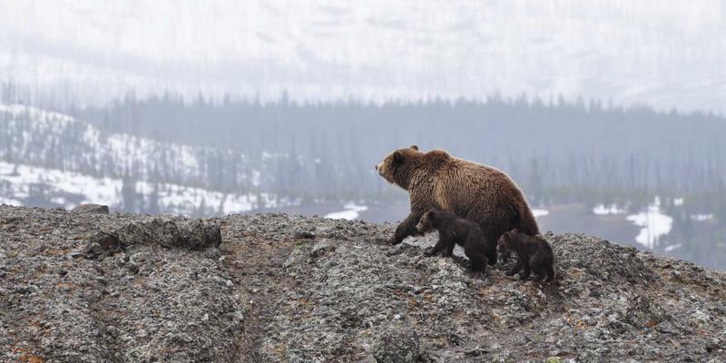 软件下载趋势洞察：从数字工具演进窥见未来科技脉络